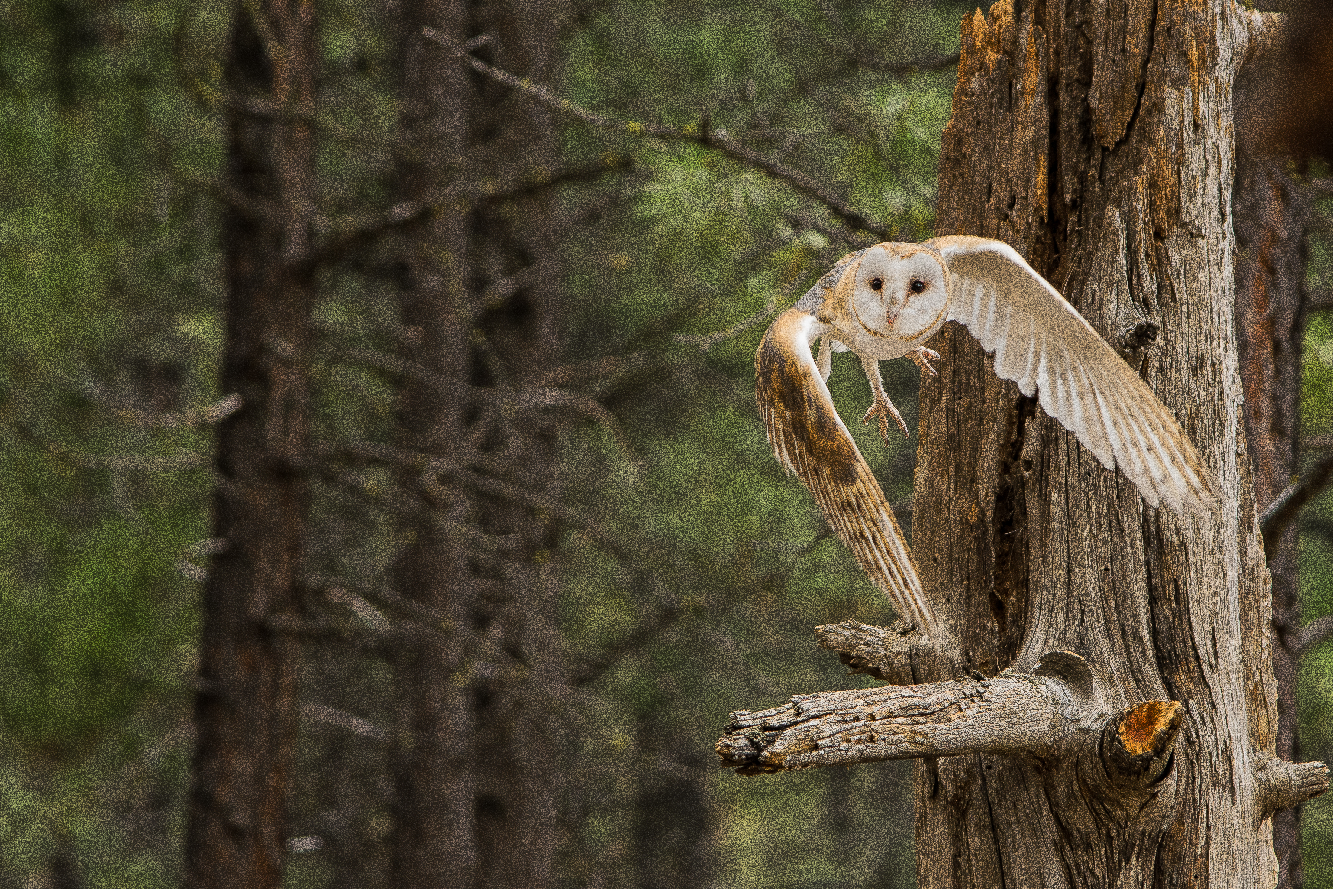 A barn owl launching from a dead tree branch with wings fully extended