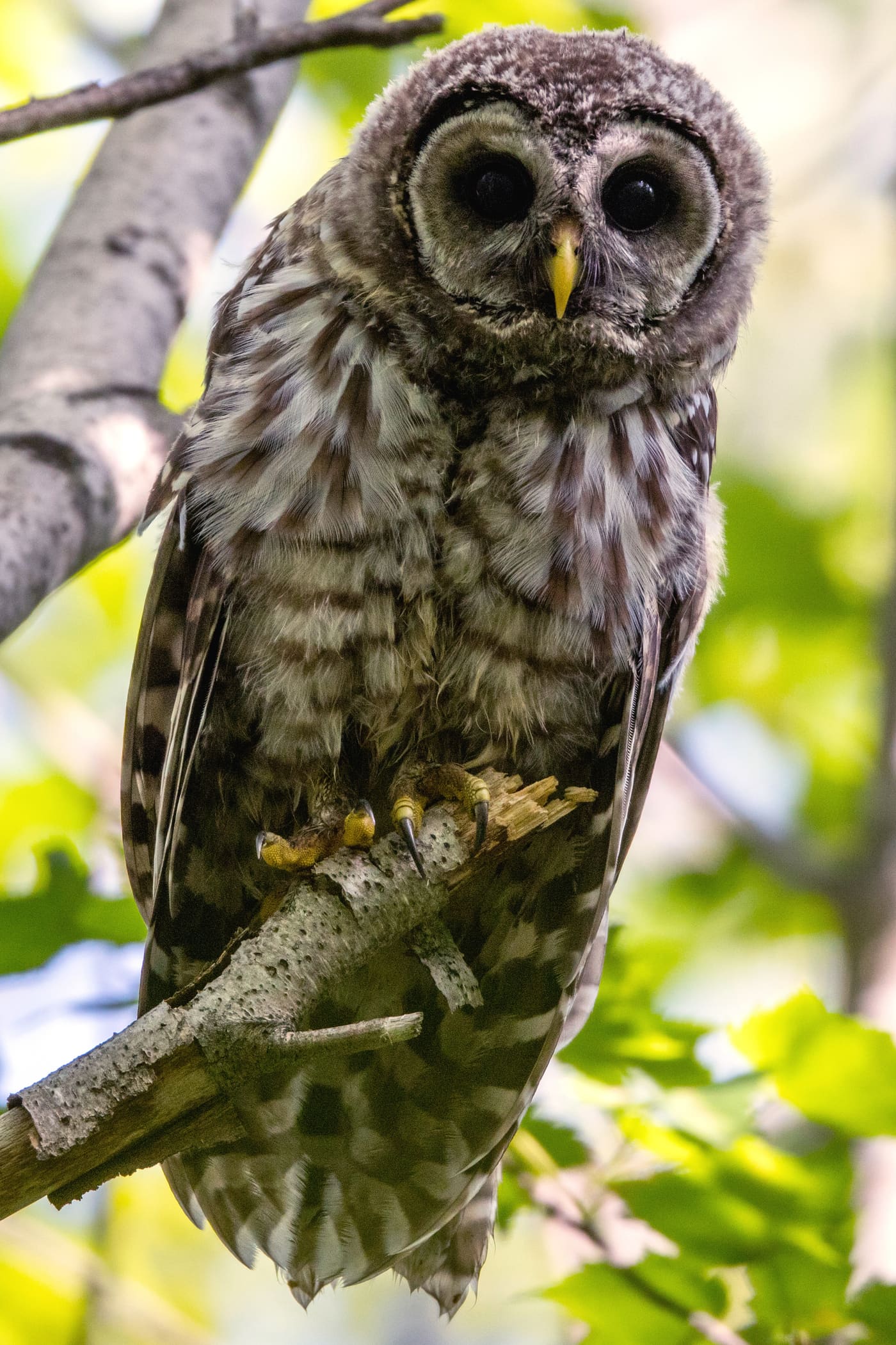 A barred owl, one of several large birds proposed as a natural explanation for the 1966 Mothman sightings