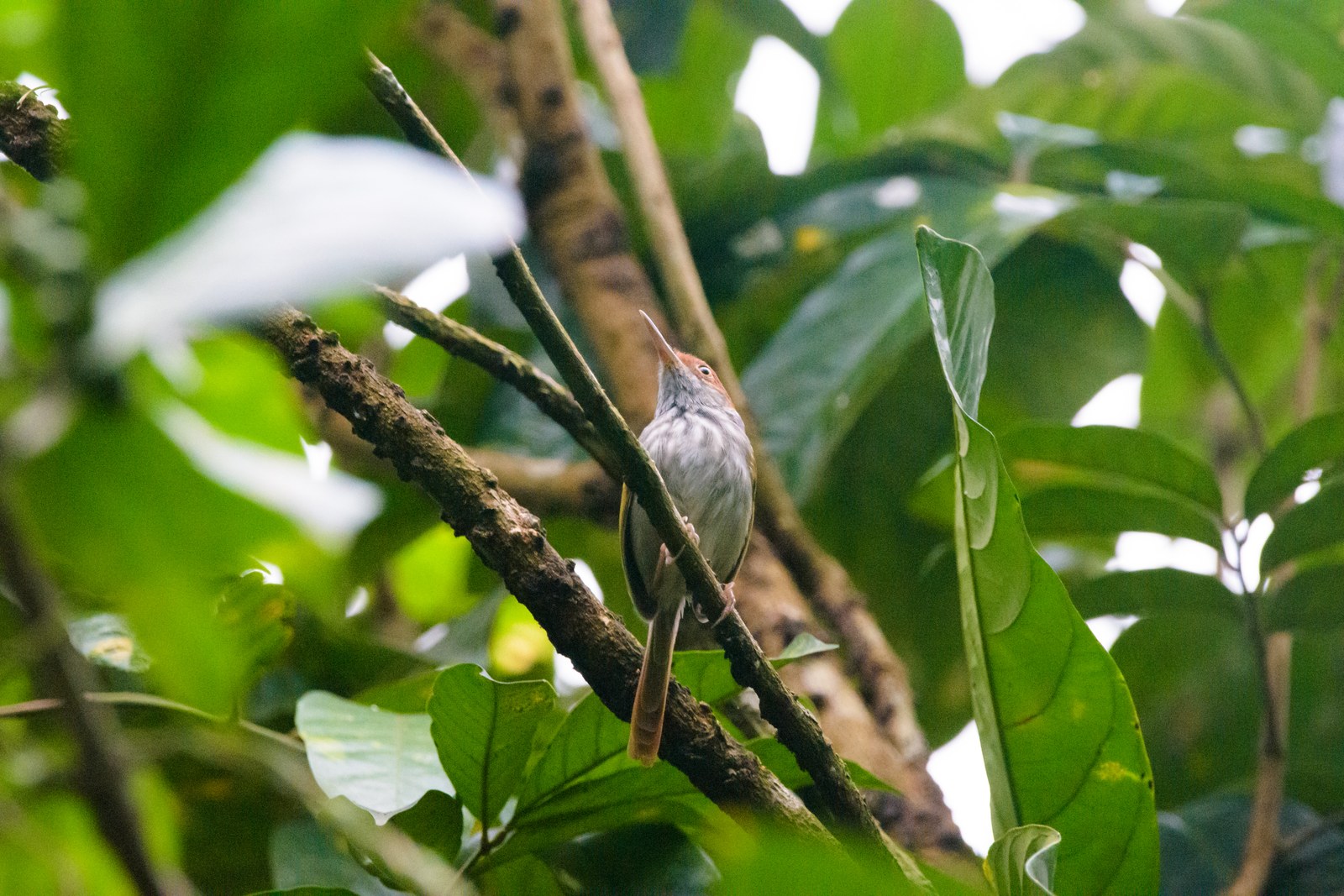 A real grey-backed tailorbird perched in vegetation; the species is endemic to the Philippines and is shown only as ornithological context, not as Birdsong’s mythical bird