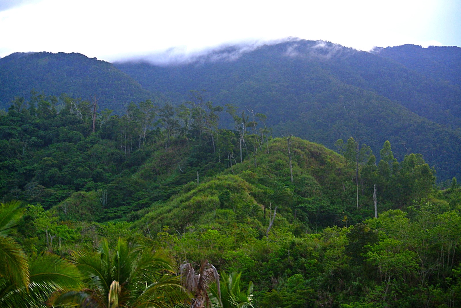 Forested mountains in the Northern Sierra Madre of the Philippines; environmental context for Birdsong, not a filming location or a still from the movie