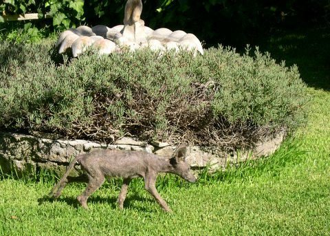 A juvenile coyote with sarcoptic mange, a condition that can produce the hairless canine appearance associated with many later U.S. Chupacabra reports