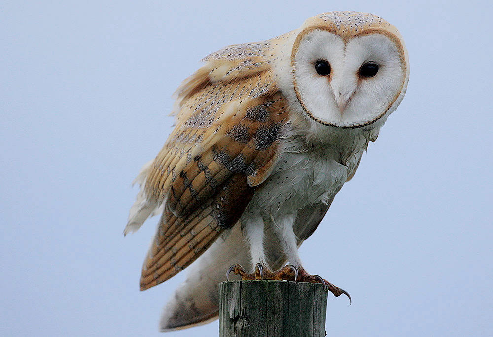 A barn owl (Tyto alba) perched at night, showing its pale, heart-shaped facial disc