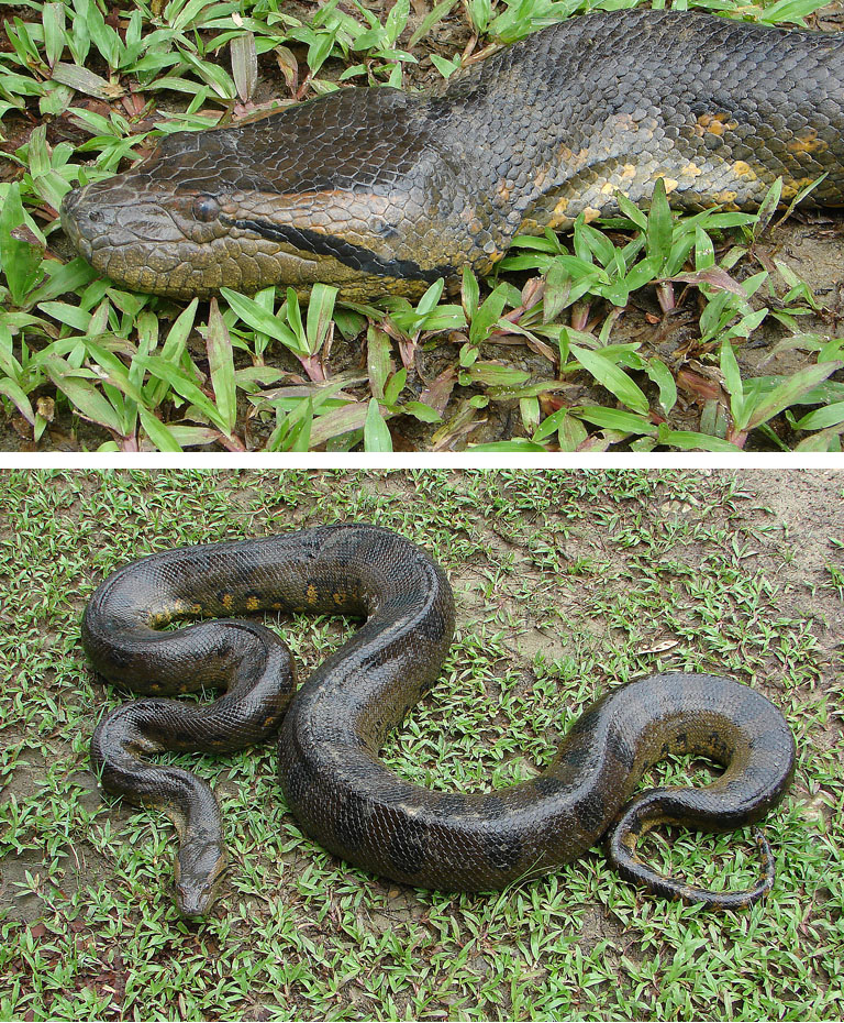 A green anaconda (Eunectes murinus), one of the real large snake species native to the Amazon basin