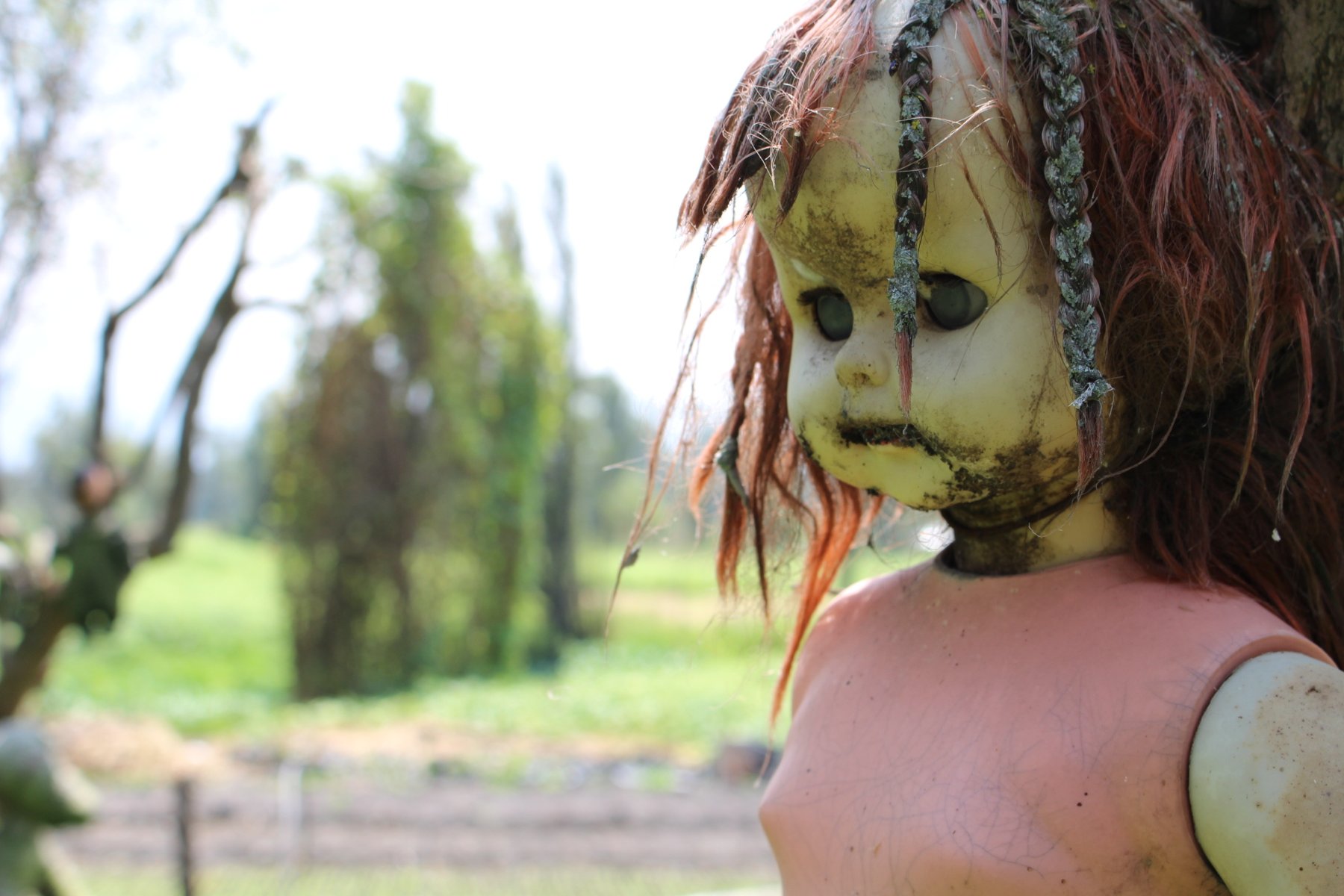A weathered, damaged doll hanging on the Island of the Dolls in Xochimilco