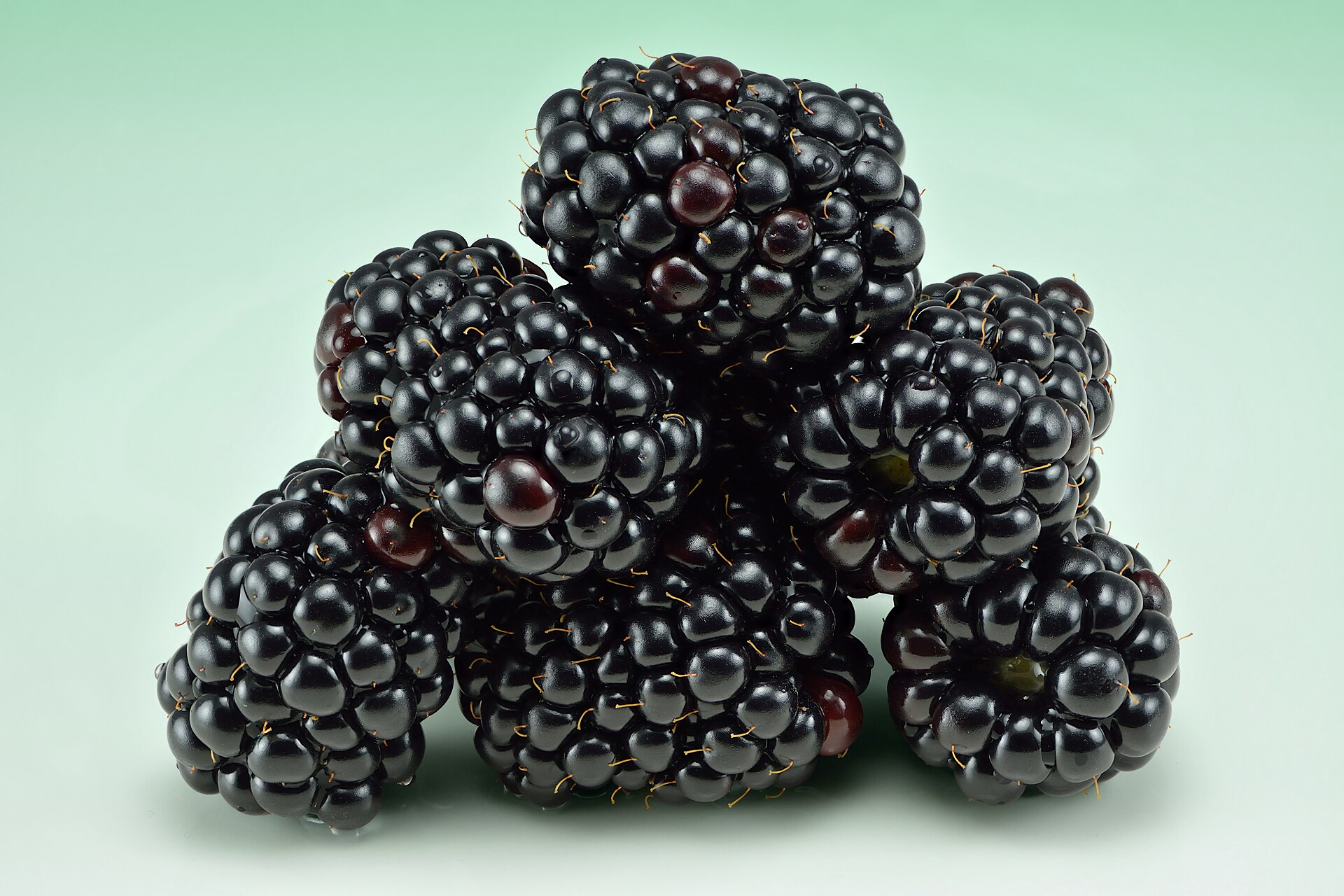 Ripe blackberries growing on a bramble; a contextual photograph for the Michaelmas folklore