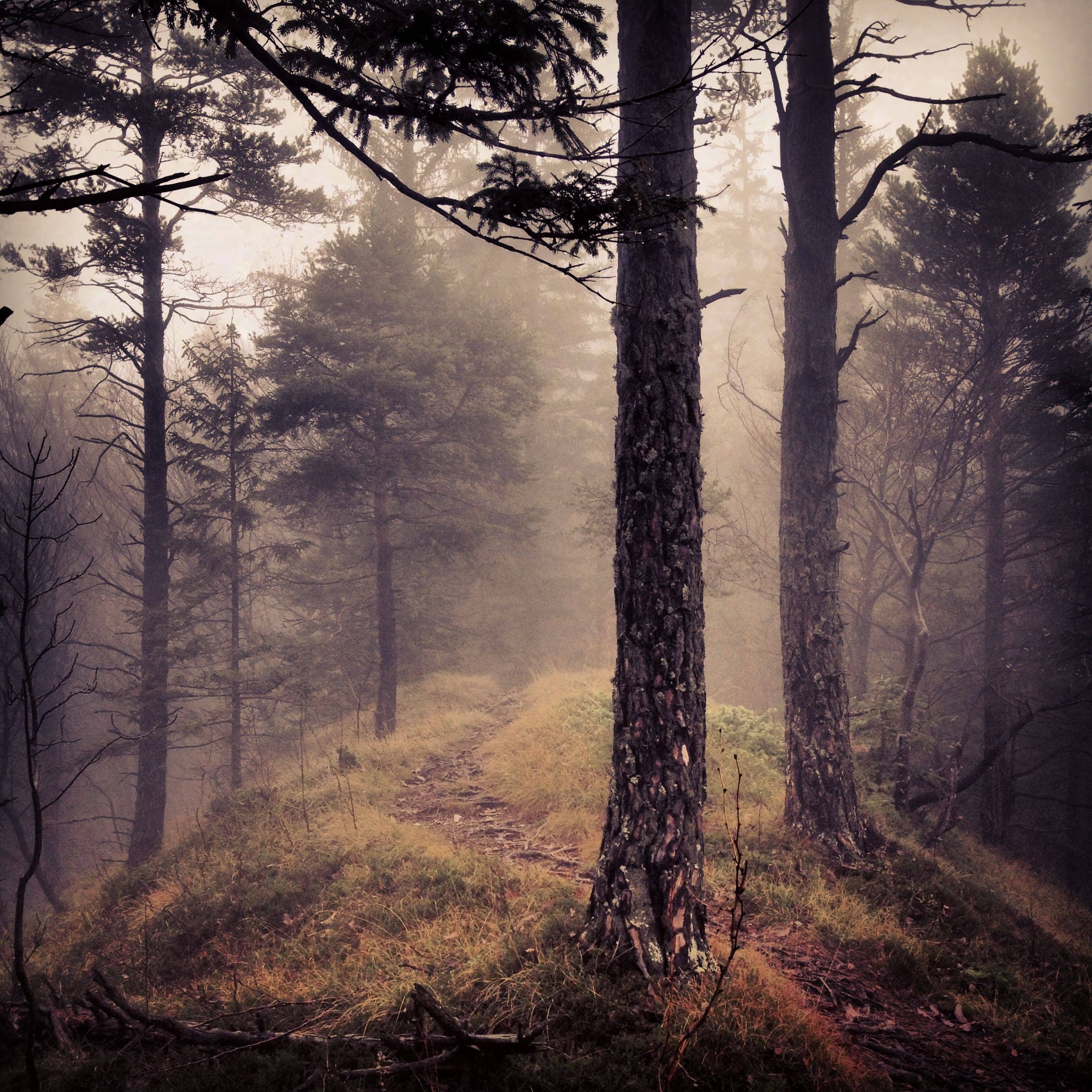 A dark, dense forest photographed with no visible figures, evoking the woodland settings used in Slender Man web series