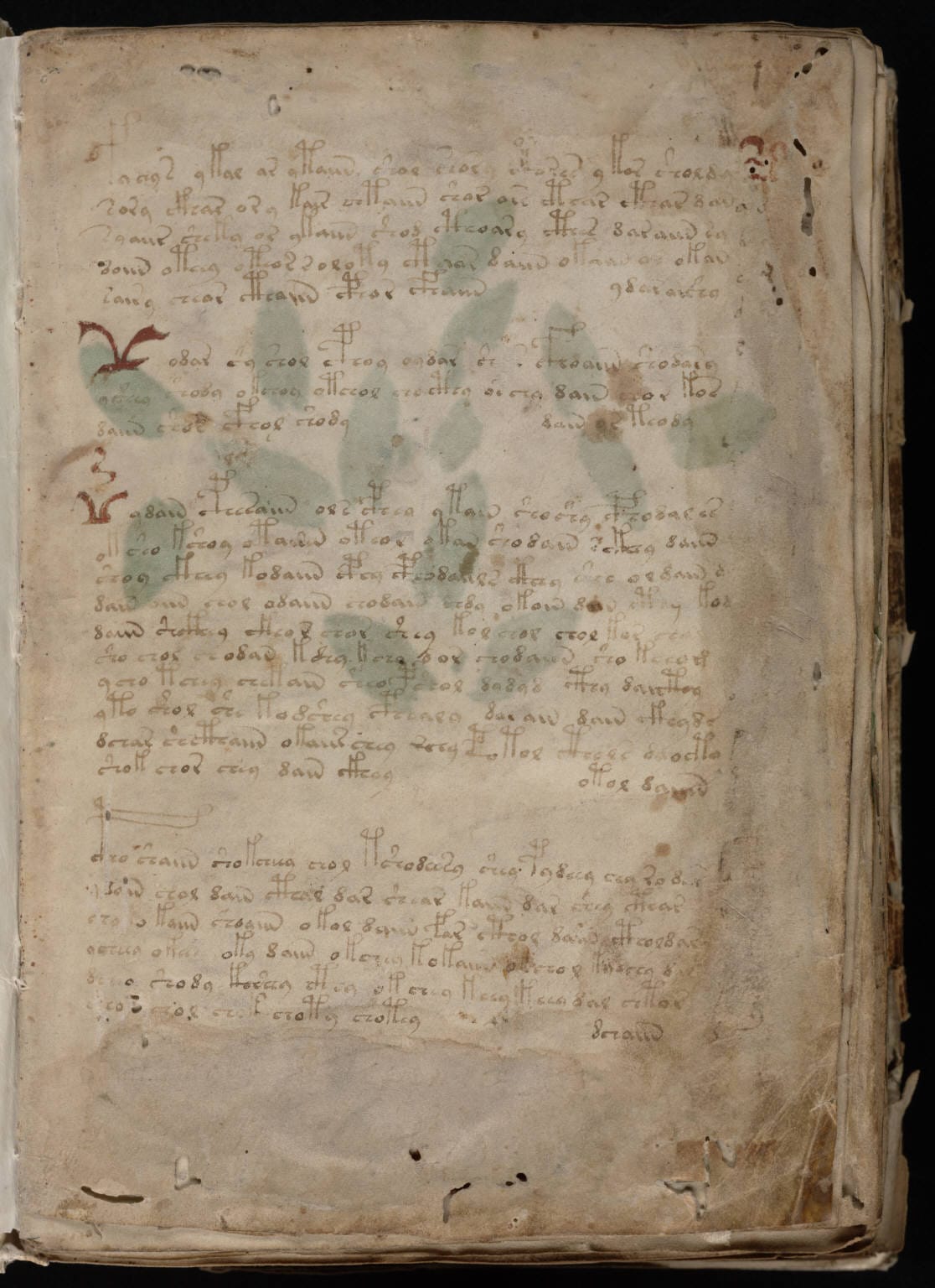A page from the Voynich Manuscript showing an unidentified plant illustration and undeciphered text