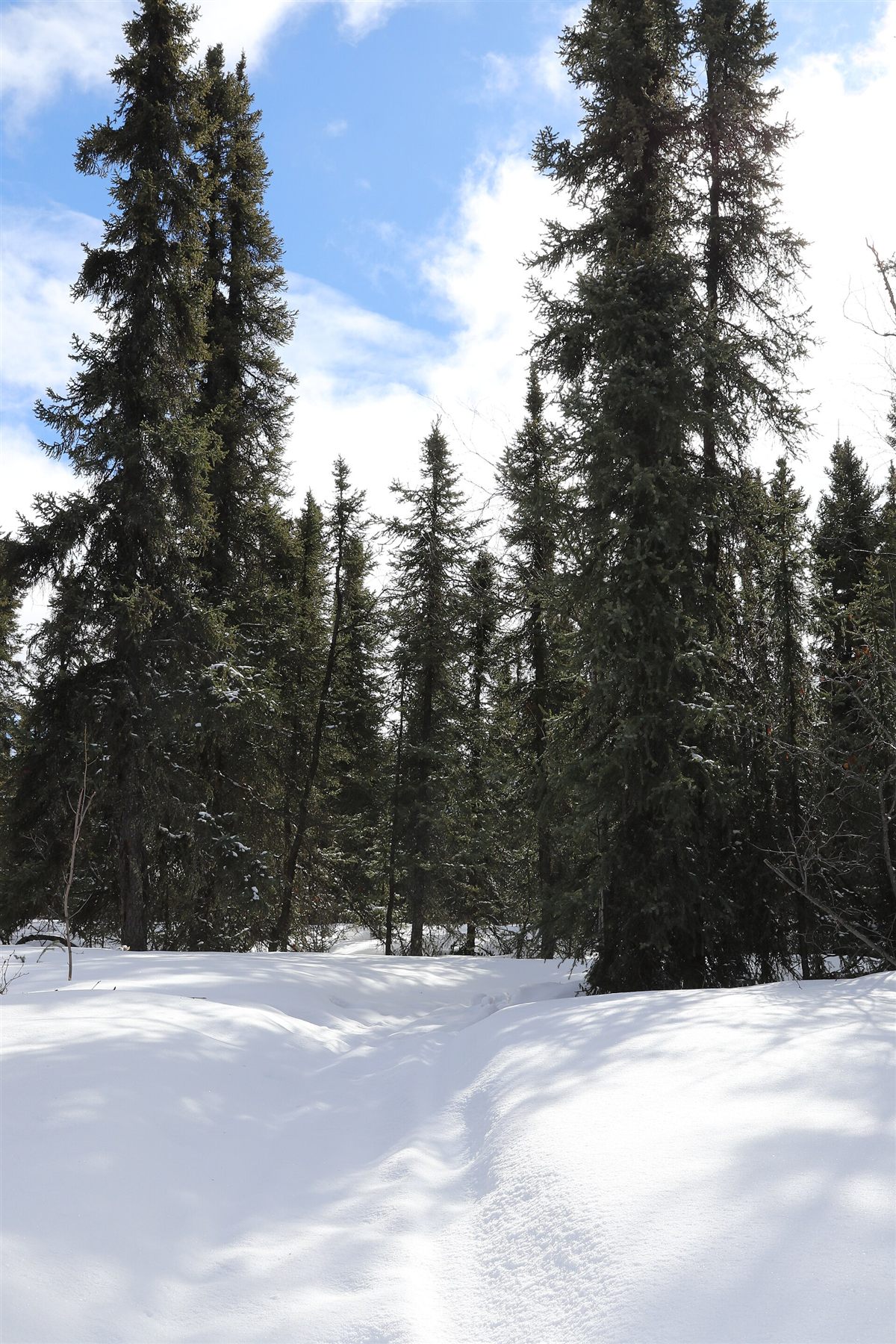 A snowy trail through a boreal spruce forest